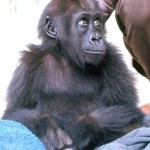 This young female western lowland gorilla, together with a male, was brought illegally into Nigeria from Cameroon. They were offered for sale to the University of Ibadan Zoological Garden and arrived there (see above) on 18 December 1964.