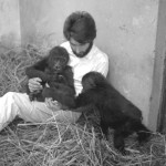 One of the first problems to address was that, due to previous harsh treatment from their captors, both gorillas disliked being handled and were generally very nervous. They bit me and some of the zoo keepers whenever they felt threatened. We therefore spent much time with the animals, quietly trying to gain their confidence and trust. Late December 1964.