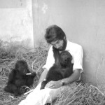 Another urgent need was to devise a diet that the gorillas would accept and which would provide for their return to good health and subsequent healthy development. The Veterinary Department of the University of Ibadan worked closely with us at that time - our thanks to Professor Desmond Hill. Late December 1964.